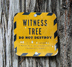 witnesstree witnesstree